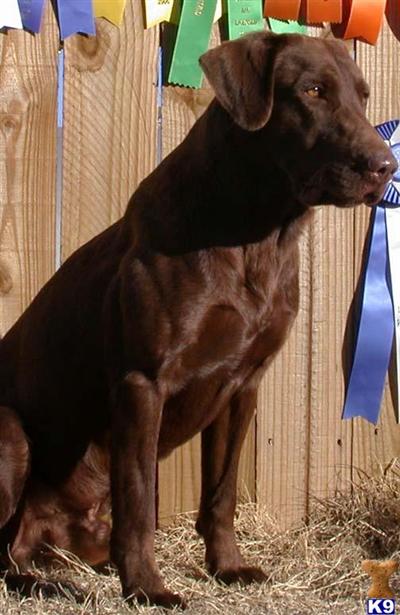 Stud Dogs in OK